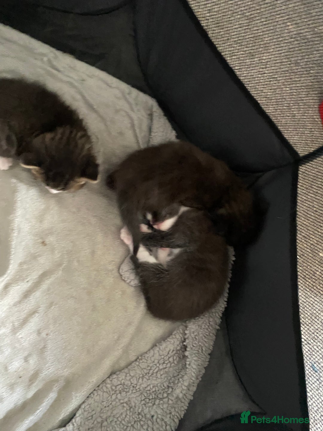 Ragdoll cats for sale: Ragdoll mix  - Image 4