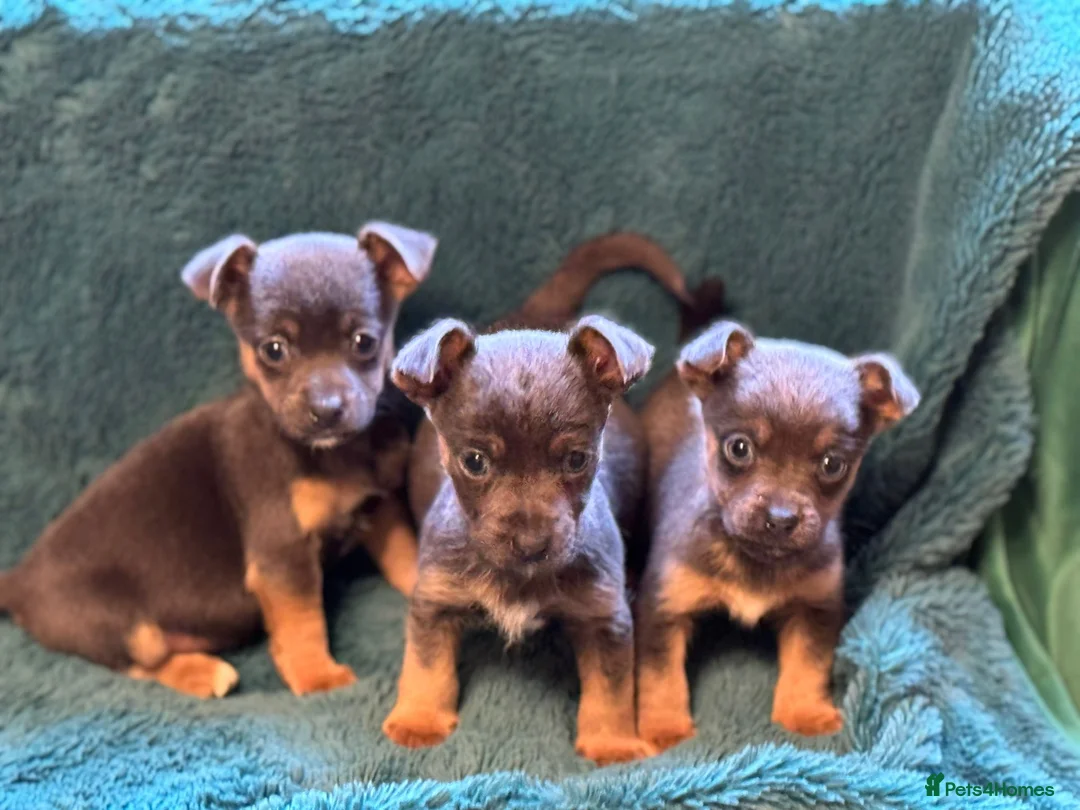 Jack Russell dogs for sale: Miniature much Wenlock puppies - Advert 10