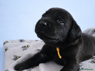 Labrador Retriever dogs Exceptional Labrador Retriever Puppies - Advert 4