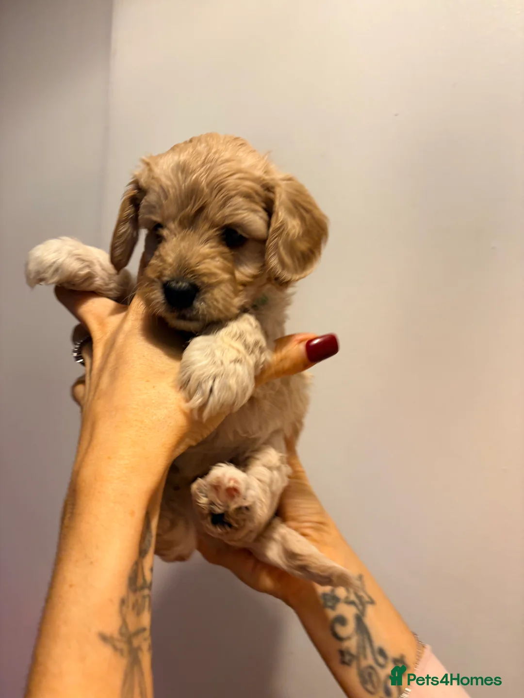Cockapoo dogs for sale: F1B cockapoos last boy left  - Advert 29