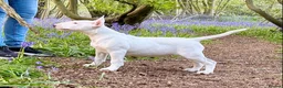 Bull Terrier dogs for sale: Exceptional quality KC BT Puppy - Advert 3