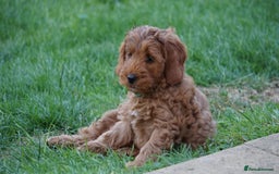 Cockapoo dogs for sale: *READY NOW* Red Fox Cockapoo puppies for sale  - Image 15