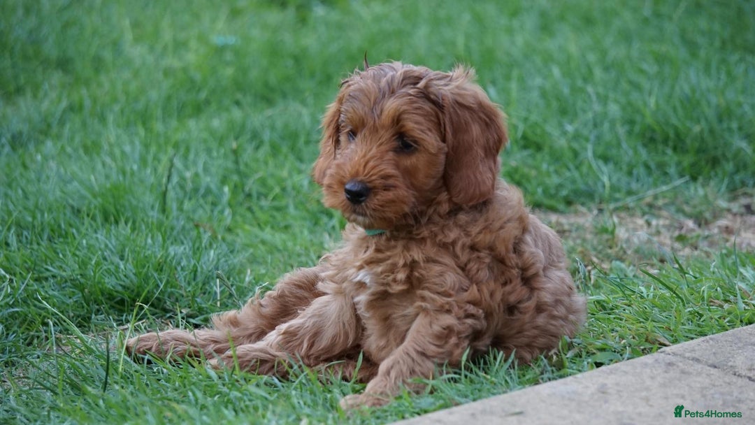 Cockapoo dogs for sale: *READY NOW* Red Fox Cockapoo puppies for sale  - Image 15