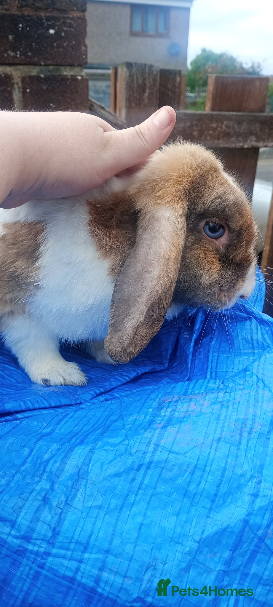 Mixed Breed rabbits Bonded does - Advert 1