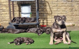 American Bull Staffy dogs for sale: 3GIRLS £600 American Staffordshire Terrier Puppies - Image 1