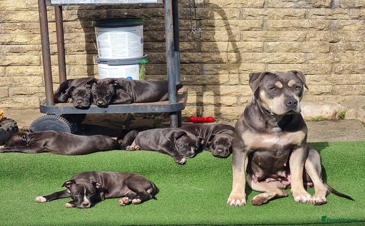 American Bull Staffy dogs - Advert 4