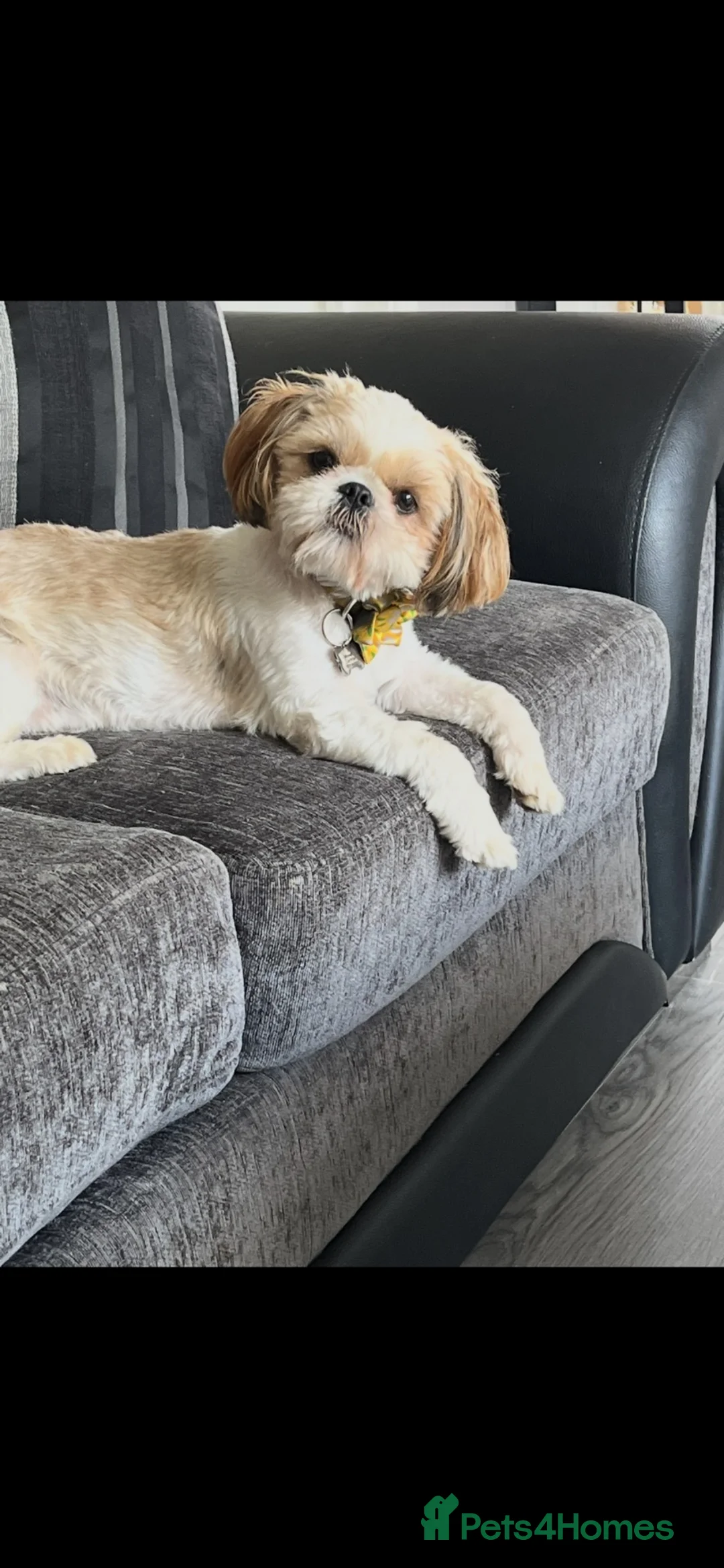 Shih Tzu dogs for sale: Shih Tzu - Advert 3