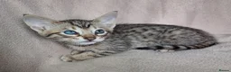 Savannah cats for sale: Super spotty F5 Savannah kittens - Advert 11