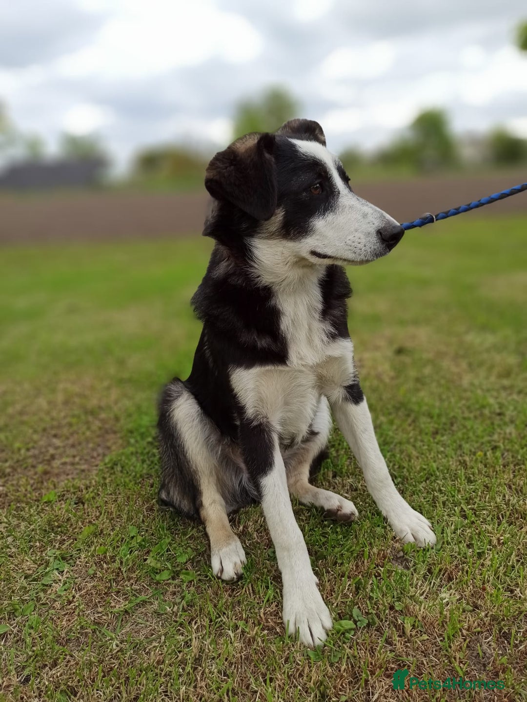 Mixed Breed dogs for adoption: 💙BENNY💙 – Dreams of His First Birthday at Home - Advert 19