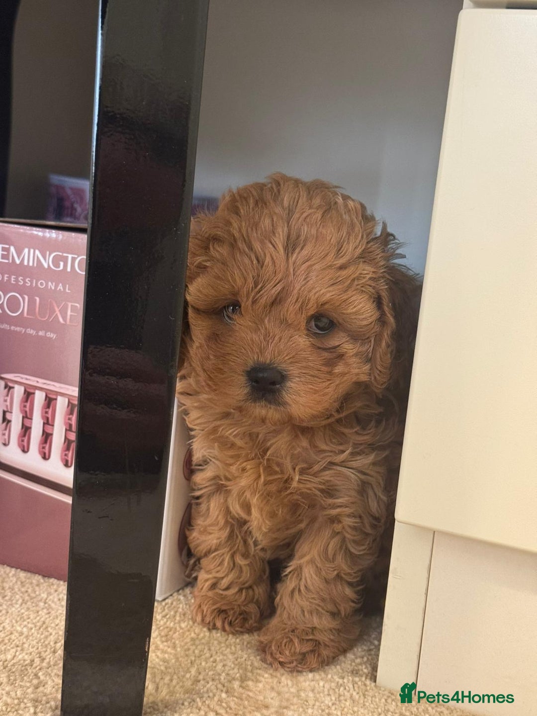 Toy Poodle dogs for stud: Quinn Red & white Toy Poodle for Stud ONLY. in Northampton - Advert 32