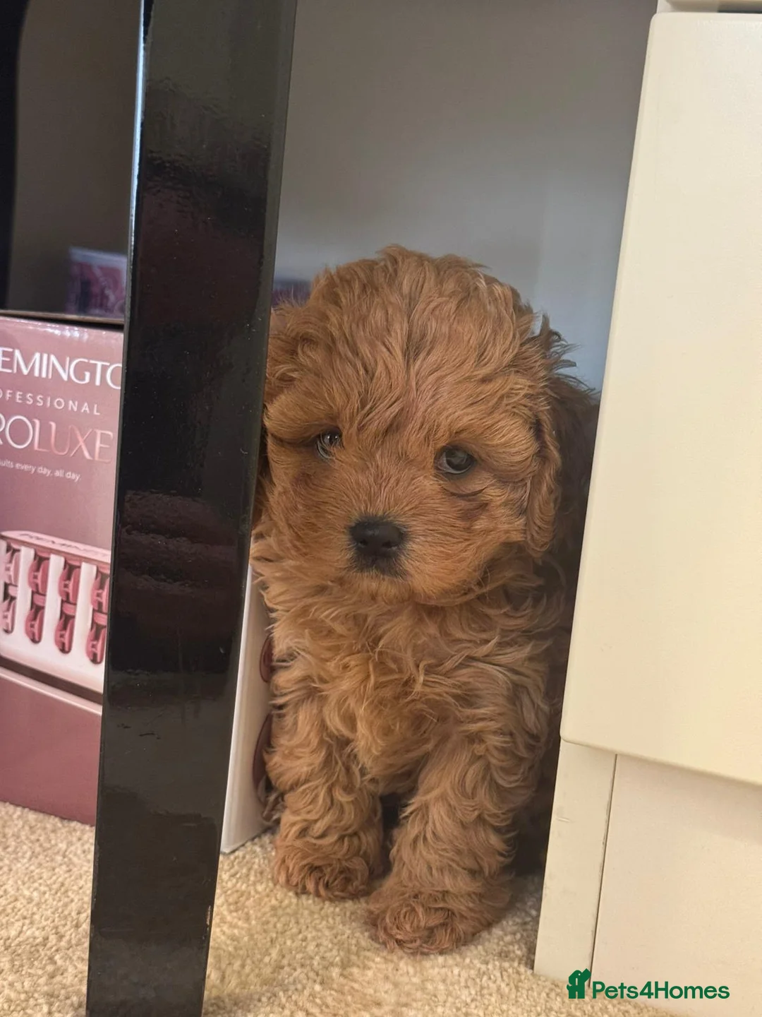 Toy Poodle dogs for stud: Quinn Red & white Toy Poodle for Stud ONLY. in Northampton - Advert 32
