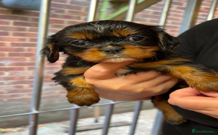 Cavalier King Charles Spaniel dogs - Advert 8