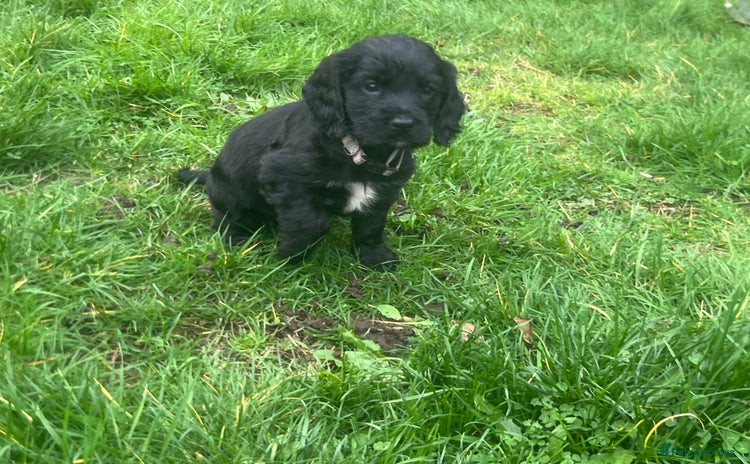 Cocker Spaniel dogs - Advert 2