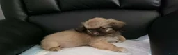 Shih Tzu dogs for sale: Beautiful imperial shih tzu in Barnsley - Advert 8