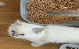 Ragdoll cats for sale: Gccf registered ragdoll kittens  - Image 22