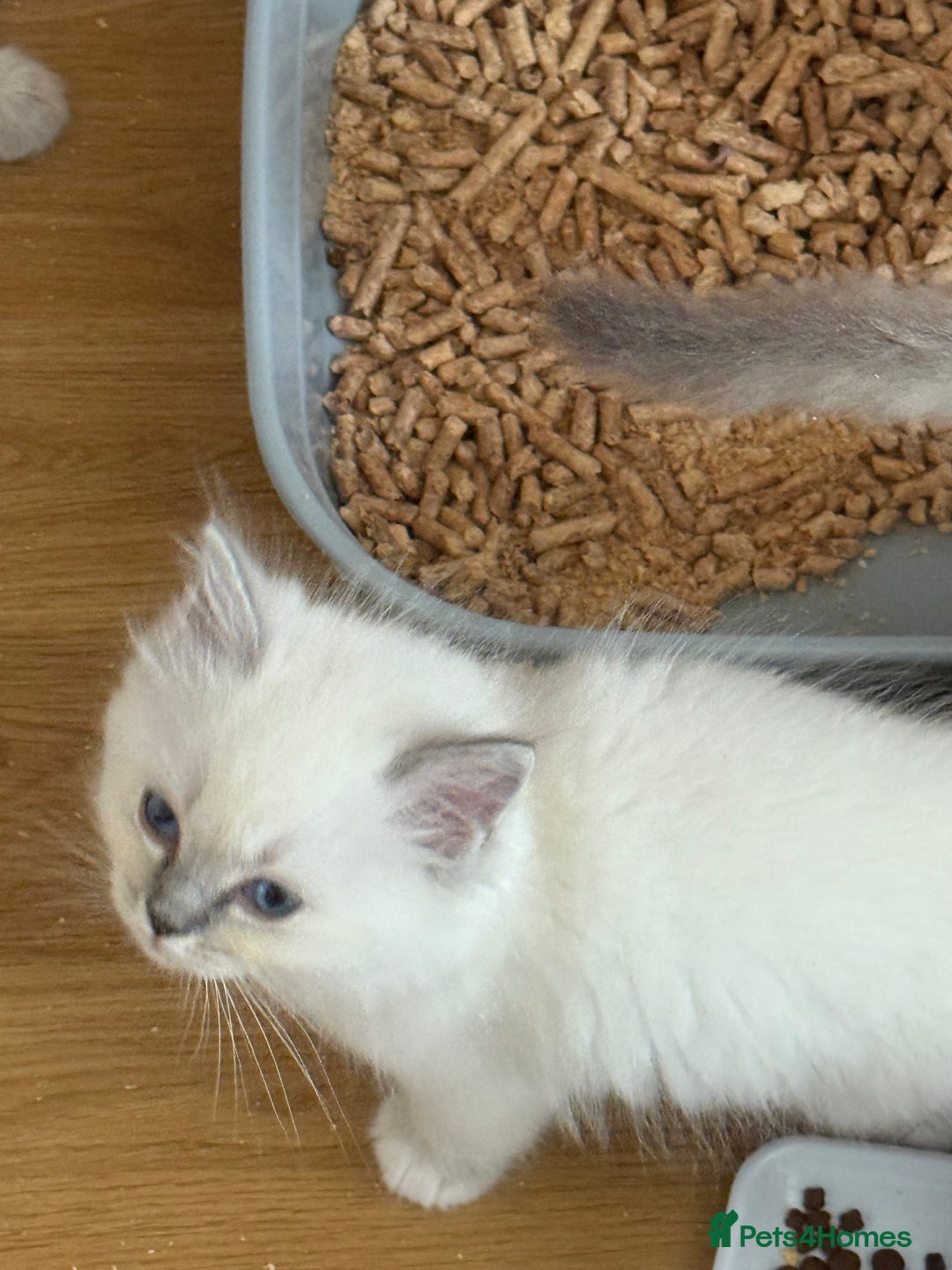 Ragdoll cats for sale: Gccf registered ragdoll kittens  - Image 22