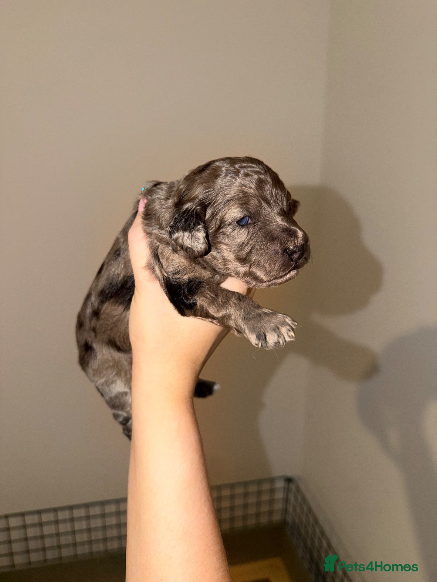 Cockapoo dogs Exceptional merle cockapoo puppies for sale - Advert 2