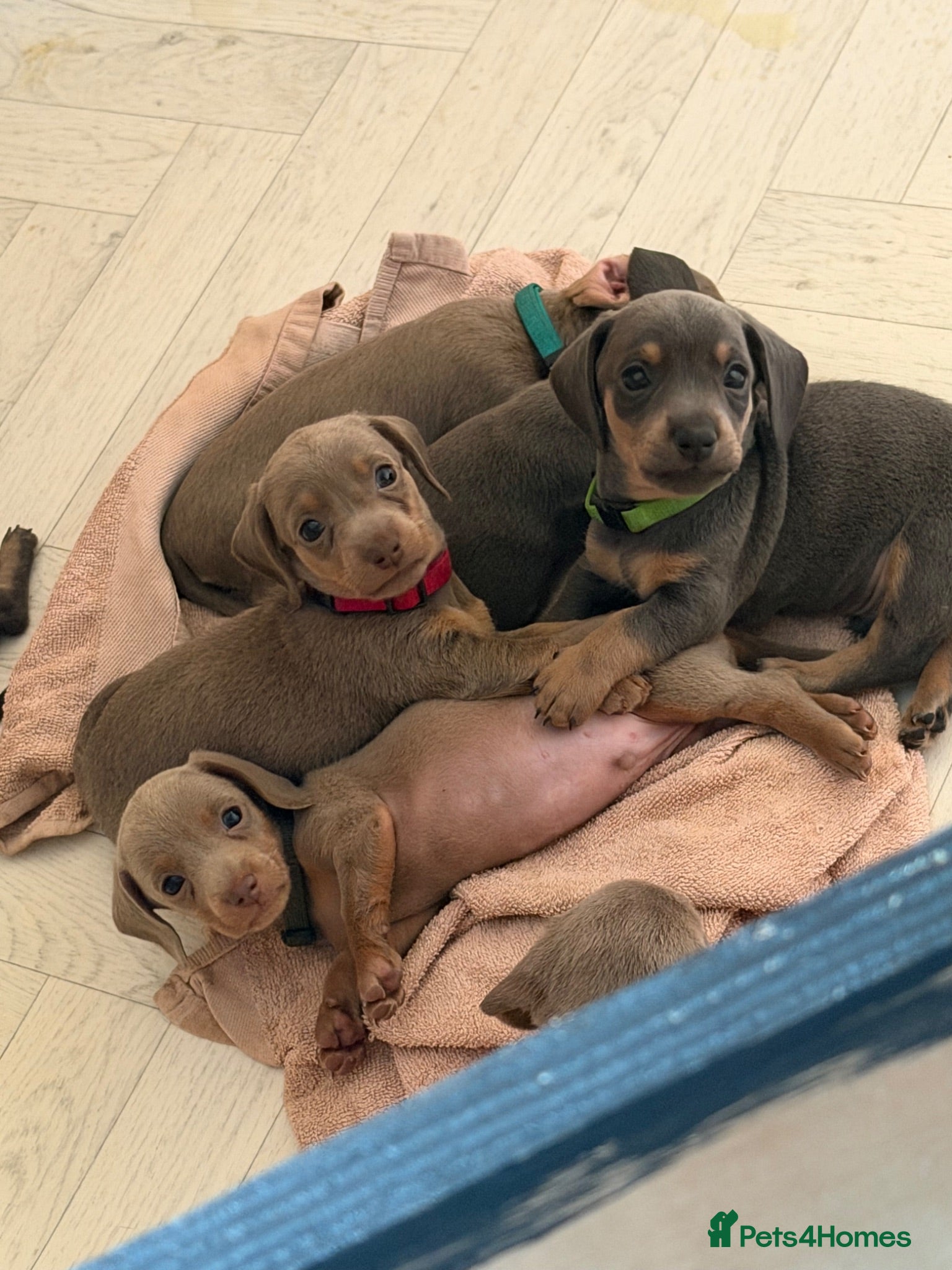 Dachshund dogs Dachshund puppies  - Advert 8
