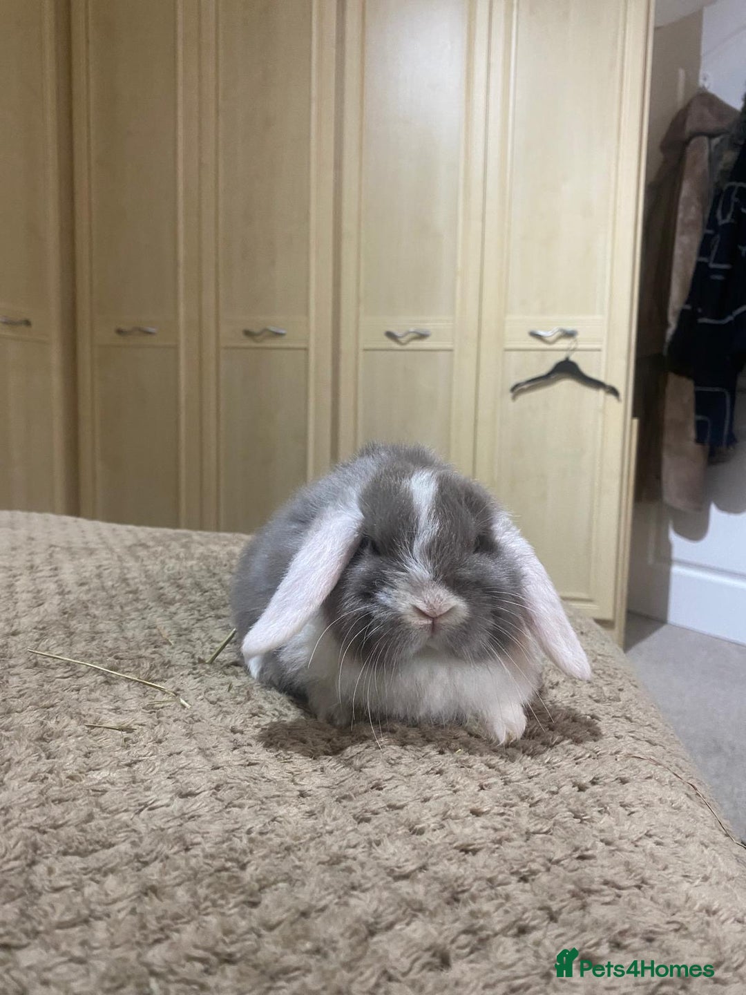 Mini Lop rabbits for sale: Cute mini lops for sale £75 - Advert 2