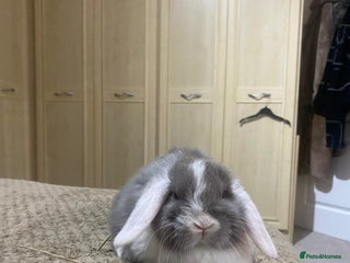 Mini Lop rabbits Cute mini lops - Advert 20