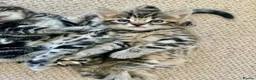 Mixed Breed cats for sale: Mixed Bengal Kittens  - Advert 5