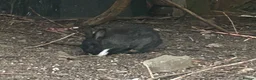 Dutch rabbits for sale: Free roaming Rabbits seek loving home - Advert 8