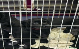 Cocker Spaniel dogs for sale: LAST BOY REMAINING REDUCED kc reg! Cocker spaniel - Image 14