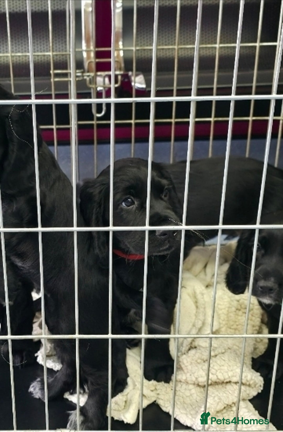 Cocker Spaniel dogs for sale: LAST BOY REMAINING REDUCED kc reg! Cocker spaniel - Image 14
