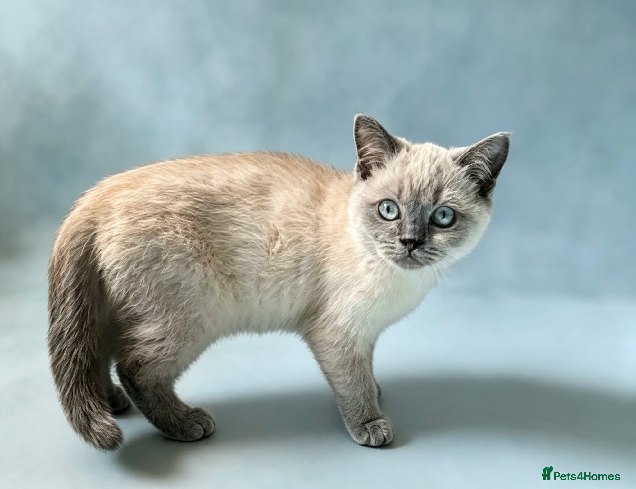 British Shorthair cats 3 beautiful brothers ready for there loving home  - Advert 2