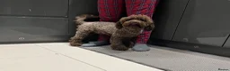 Miniature Poodle dogs for stud: GORGEOUS CHOCOLATE MINIATURE POODLE FOR STUD 💙🐩 - Advert 6