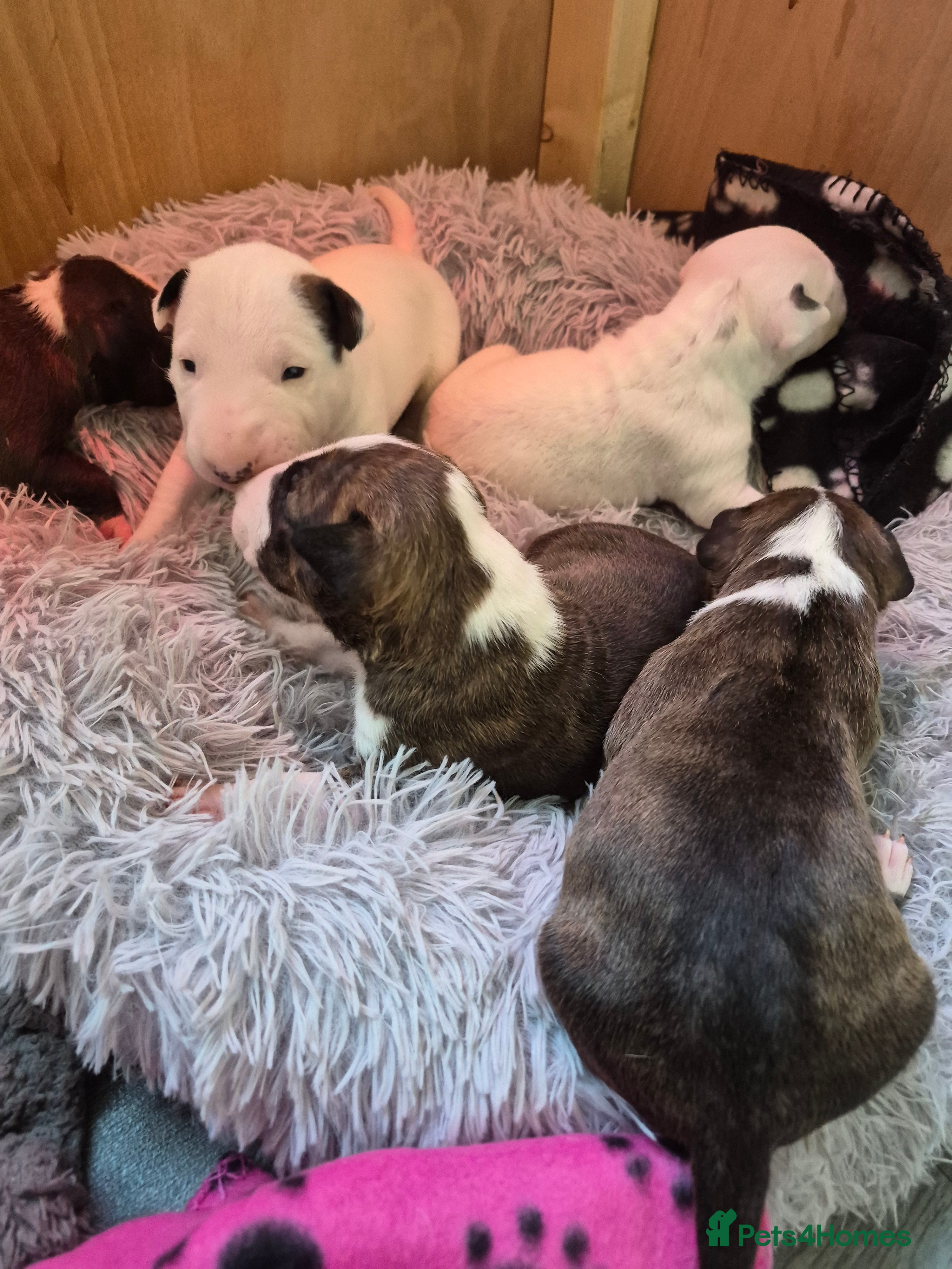Bull Terrier dogs Beautiful litter of Bull Terrier pups - Advert 1