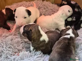 Bull Terrier dogs Beautiful litter of Bull Terrier pups - Advert 1