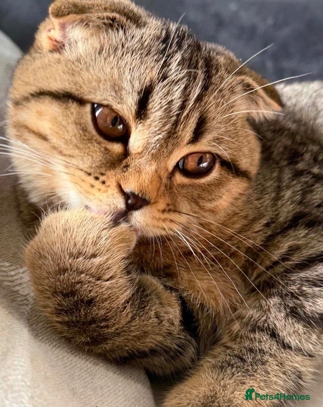 Scottish Fold cats Two Beautiful Scottish Kittens – Girls - Advert 2