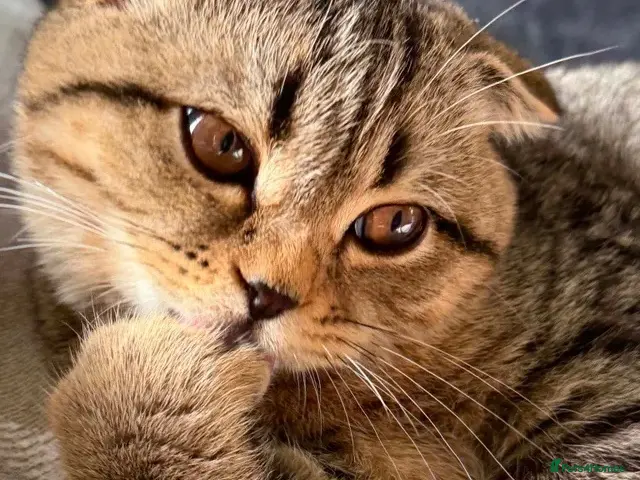 Scottish Fold cats Two Beautiful Scottish Kittens – Girls - Advert 2
