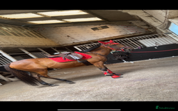 Irish Thoroughbred horses for sale: Big Ben 17hh  - Image 3