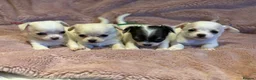 Chihuahua dogs for sale: KC Regd Chihuahua Pups parents fully health tested - Advert 1