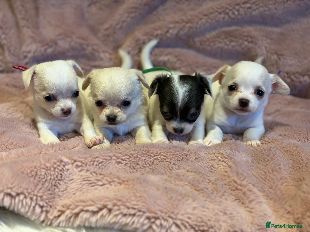 Chihuahua dogs for sale: KC Regd Chihuahua Pups parents fully health tested - Advert 1