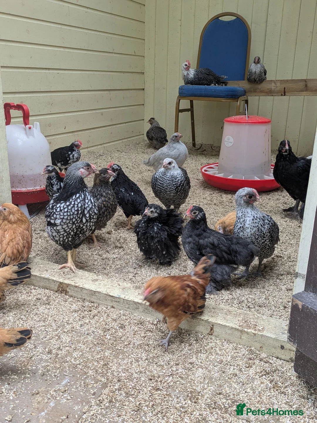 Chickens poultry for sale: Mixed breed mixed sex chickens  - Advert 1