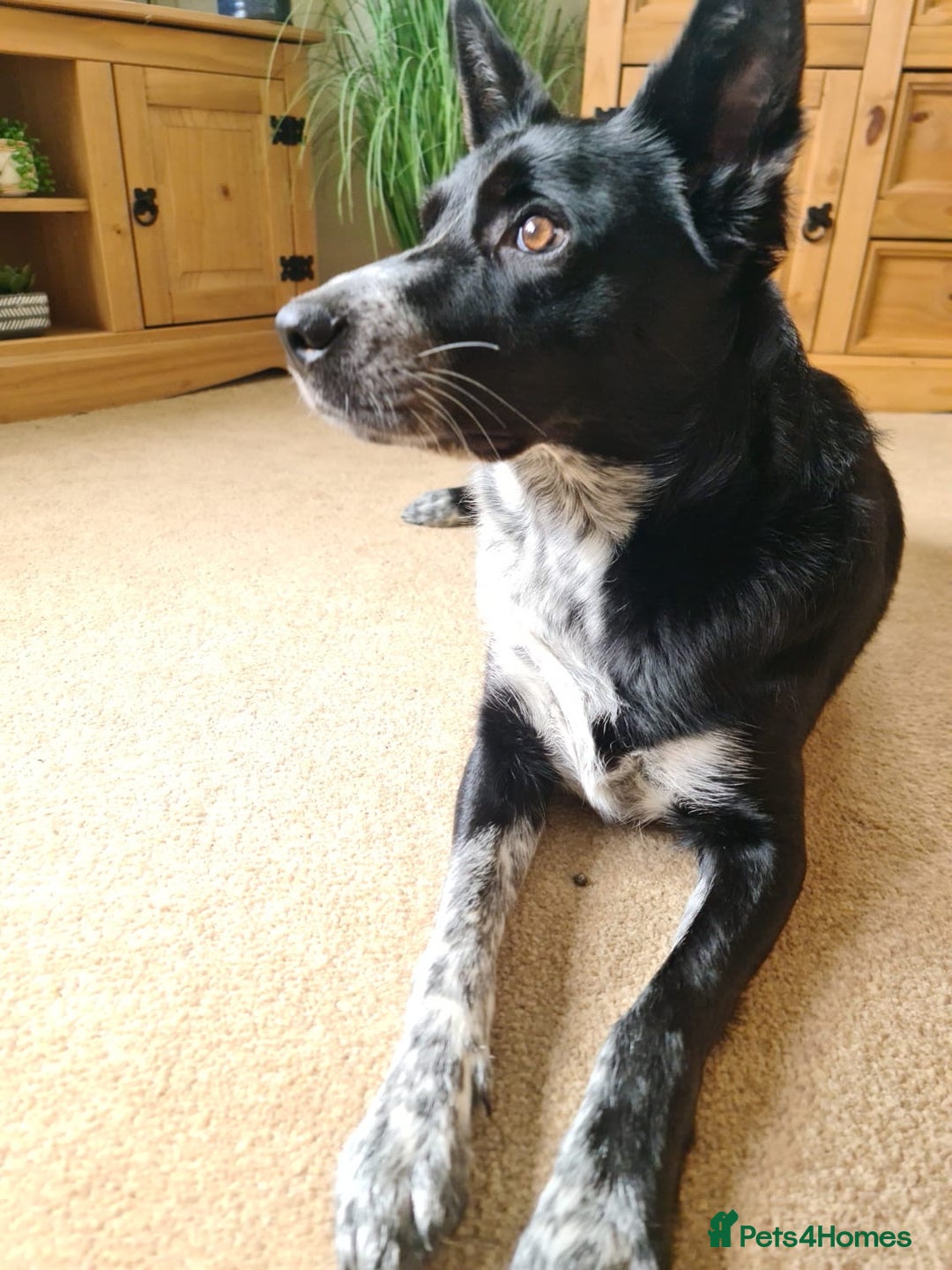Mixed Breed dogs for sale: Echo – Affectionate Collie Mix Needs Stable Home - Advert 2