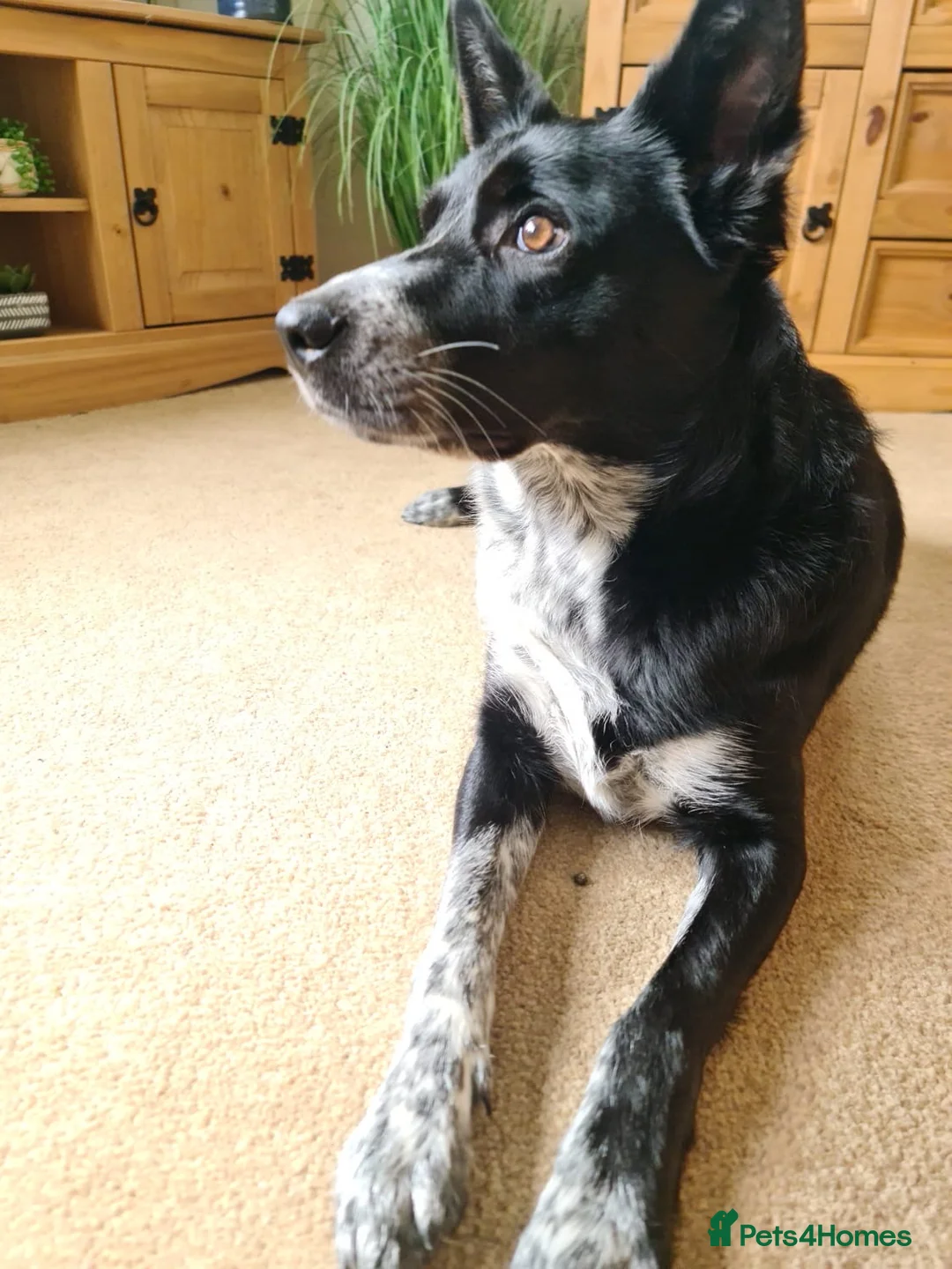 Mixed Breed dogs for sale: Echo – Affectionate Collie Mix Needs Stable Home - Advert 2
