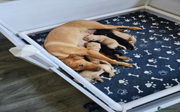 Labrador Retriever dogs for sale: Labrador Retriever  - Image 2