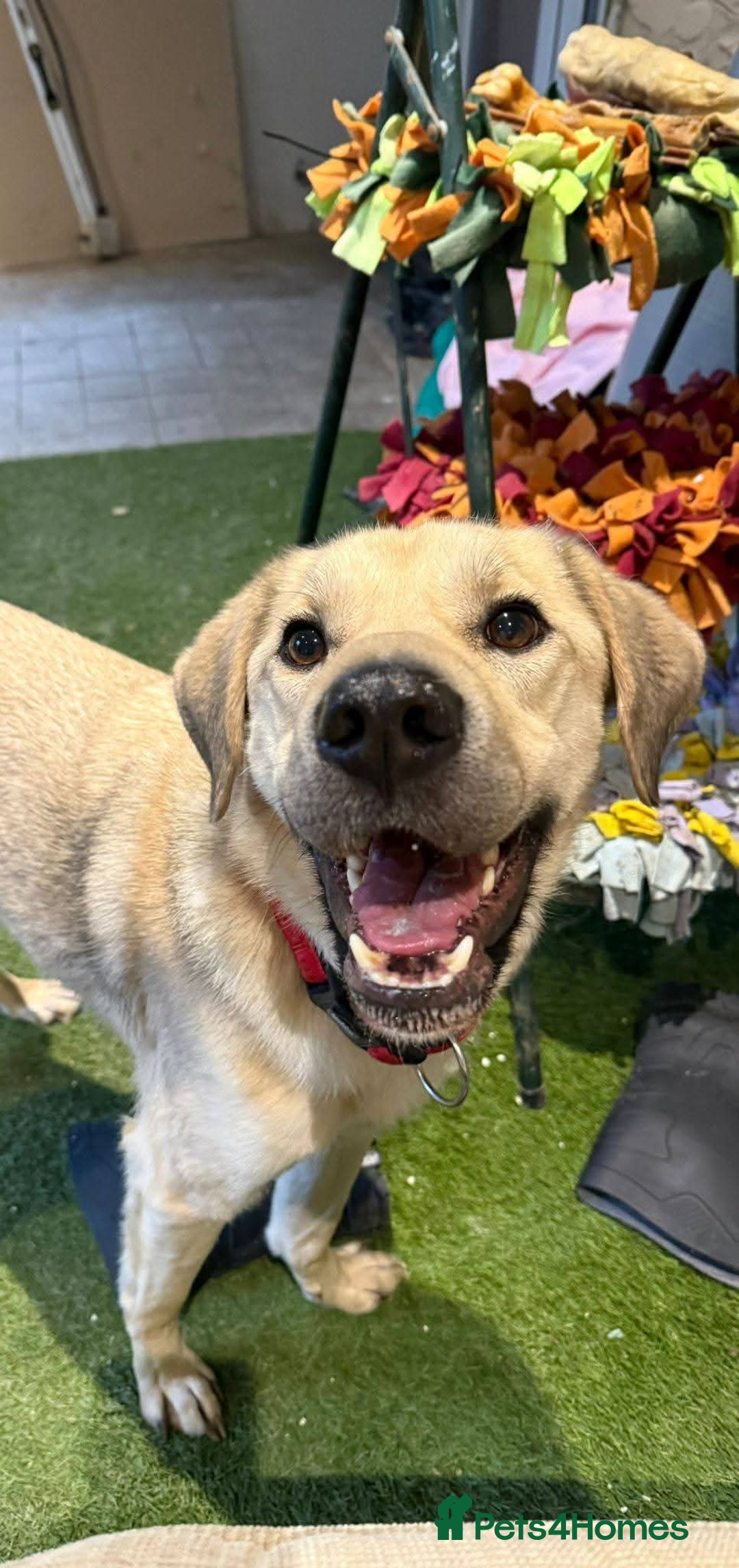 Mixed Breed dogs for adoption: 💙RUFUS💙- Young, Misunderstood, Fading In Kennels - Advert 1