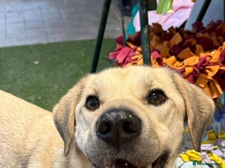 Mixed Breed dogs ๐RUFUS๐- Young, Misunderstood, Fading In Kennels - Advert 1