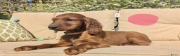 Irish Setter dogs for sale: KC registered Irish Setter Puppies  - Advert 11