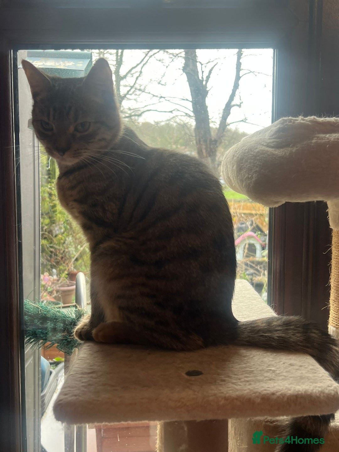 Mixed Breed cats for adoption: Daisy - Advert 1