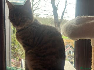 Mixed Breed cats Daisy - Advert 1