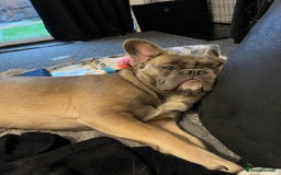 French Bulldog dogs for sale: French bulldog  - Image 11