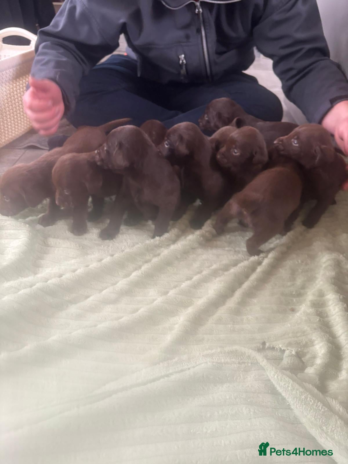 Labrador Retriever dogs BEAUTIFUL LITTER LABRADOR PUPS READY 9TH MARCH - Advert 14