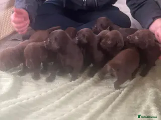 Labrador Retriever dogs BEAUTIFUL LITTER LABRADOR PUPS READY 9TH MARCH - Advert 14