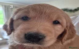 Golden Retriever dogs for sale: Beautiful Gold Bitch - Image 2